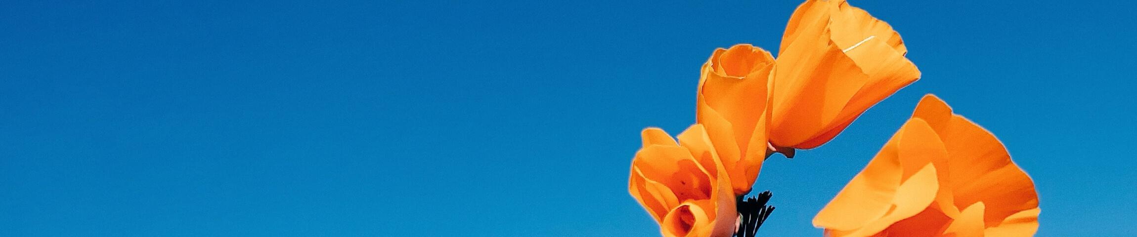 flower and sky