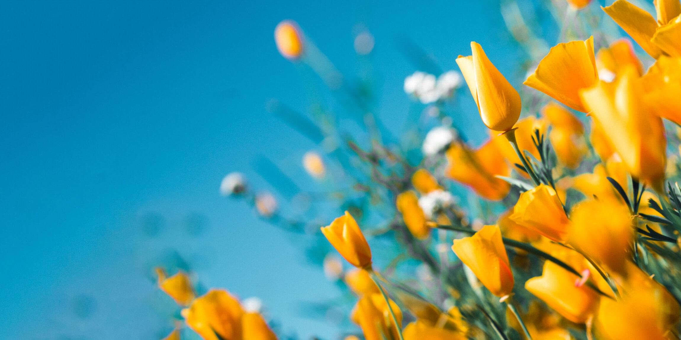 flowers and the sky