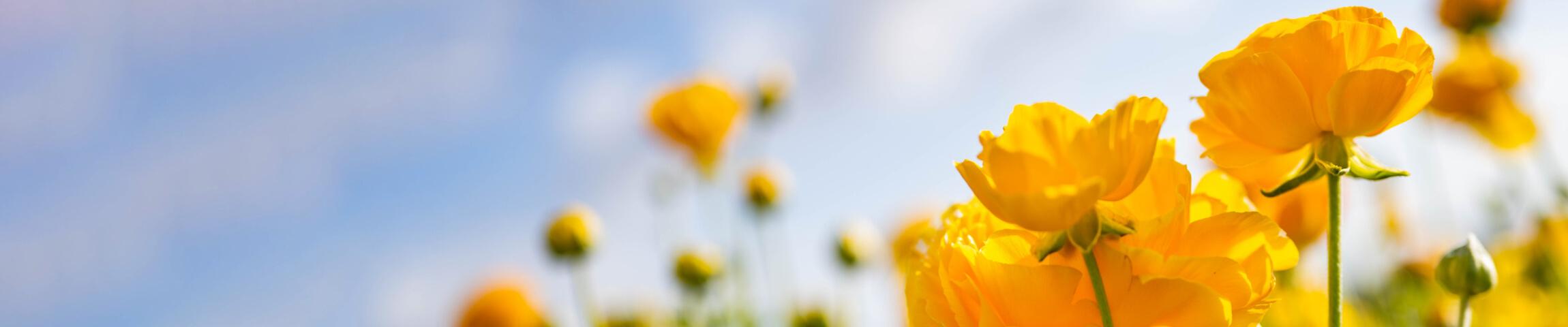 flowers in the sun